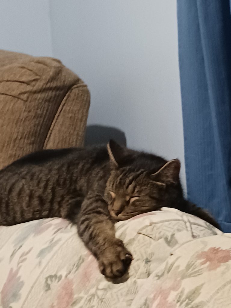 CAT MISSING FROM SOUTH SIDE OF LEWISTOWN | APRIL 26, 2024 | Merf